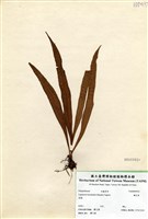 藏品(鱗瓦葦)的圖片